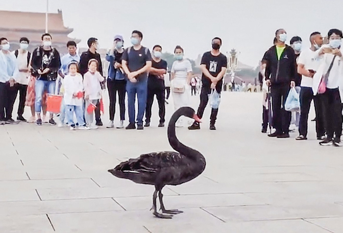 Đặc điểm của hiện tượng thiên nga đen