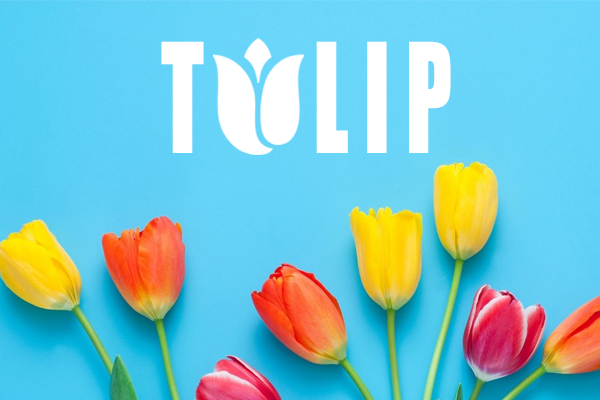 Hội chứng hoa tulip là gì?